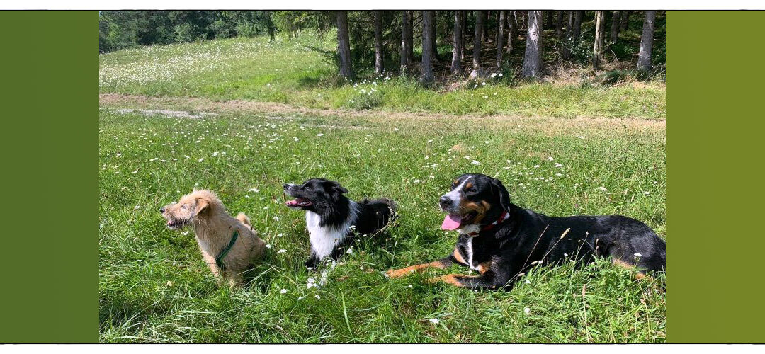 Hundstage im schönen Schwarzwald – Mai
